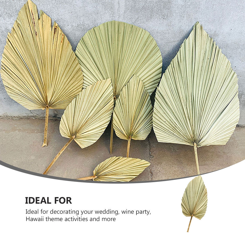 Palm Leaf Dried - 1Pcs Natural Palm Leaf Dried Olive