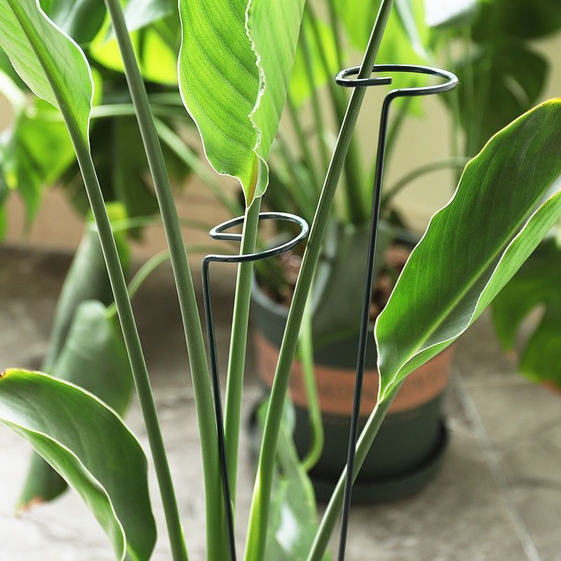 1/10pcs Garden Support Stake R - Florist Supply Bulk recension och pris