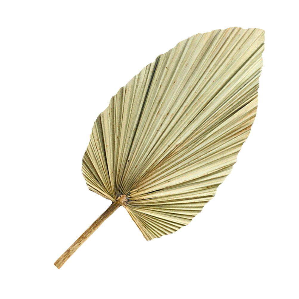 1Pcs Natural Dried Palm Leaf D - Palm Leaf Dried recension och pris