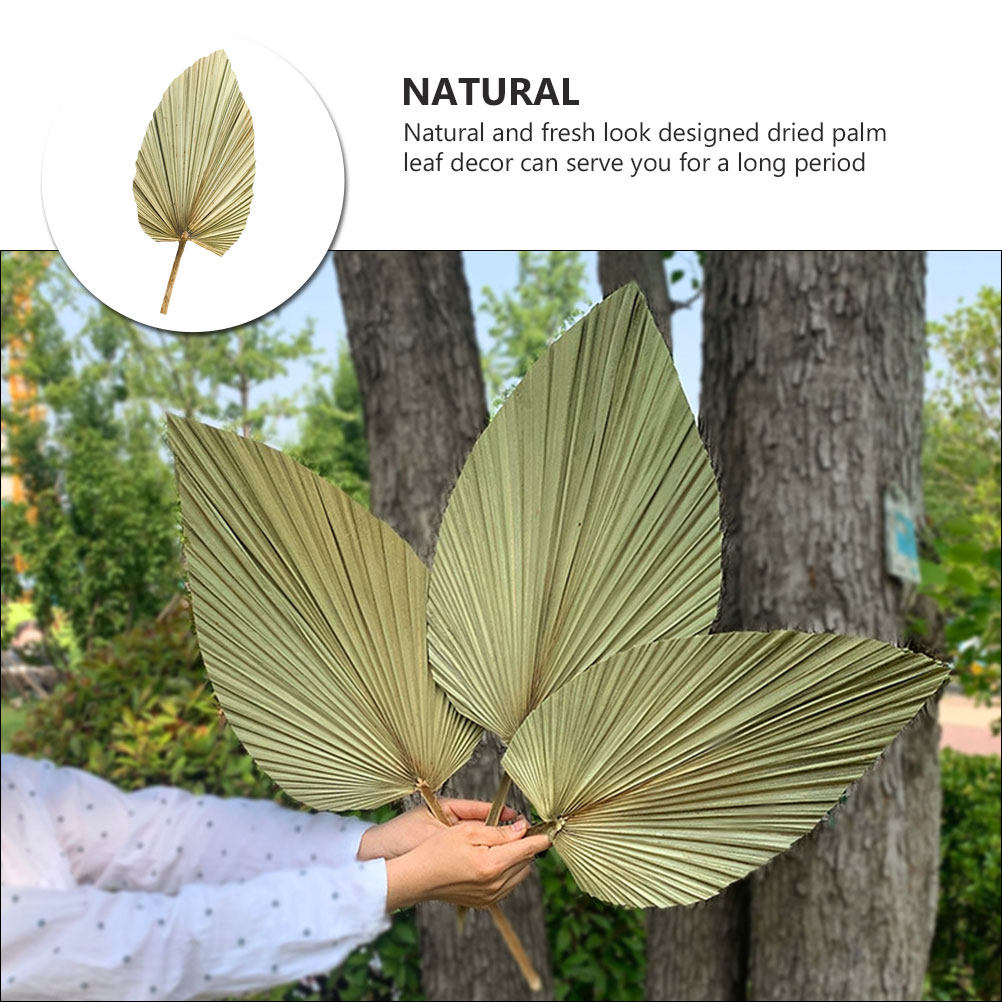 1Pcs Natural Dried Palm Leaf D - Palm Leaf Dried recension och pris
