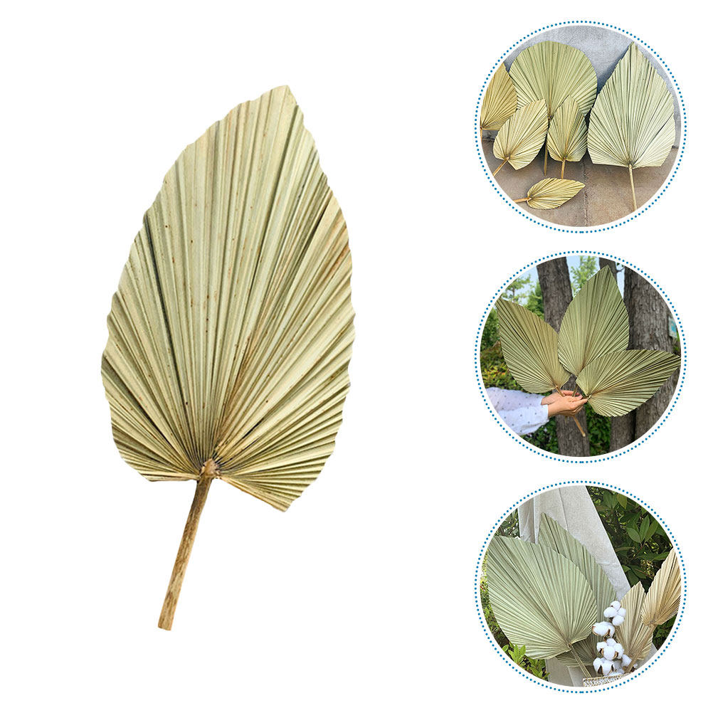 1Pcs Natural Dried Palm Leaf D - Palm Leaf Dried recension och pris