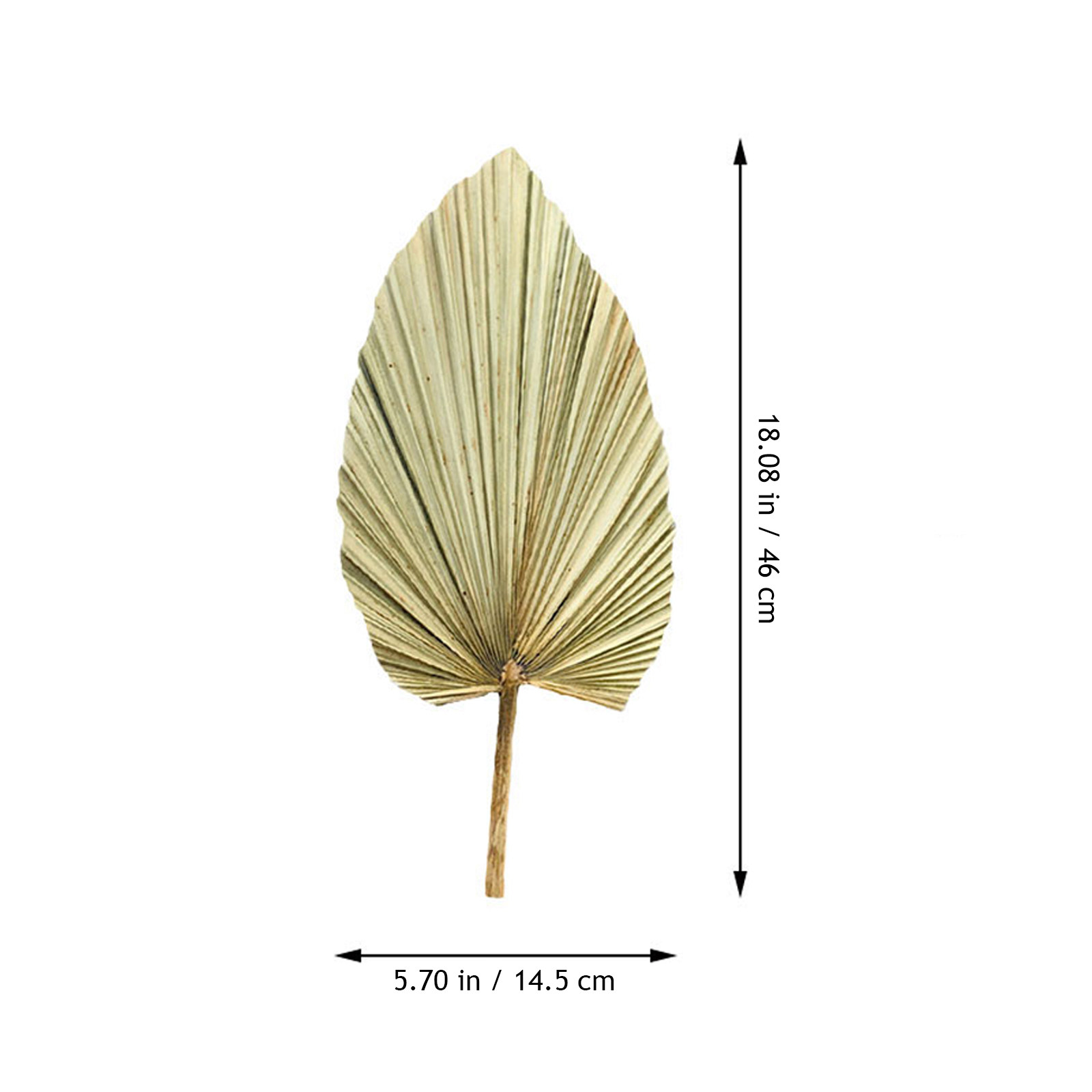 1Pcs Natural Palm Leaf Dried O - Palm Leaf Dried recension och pris