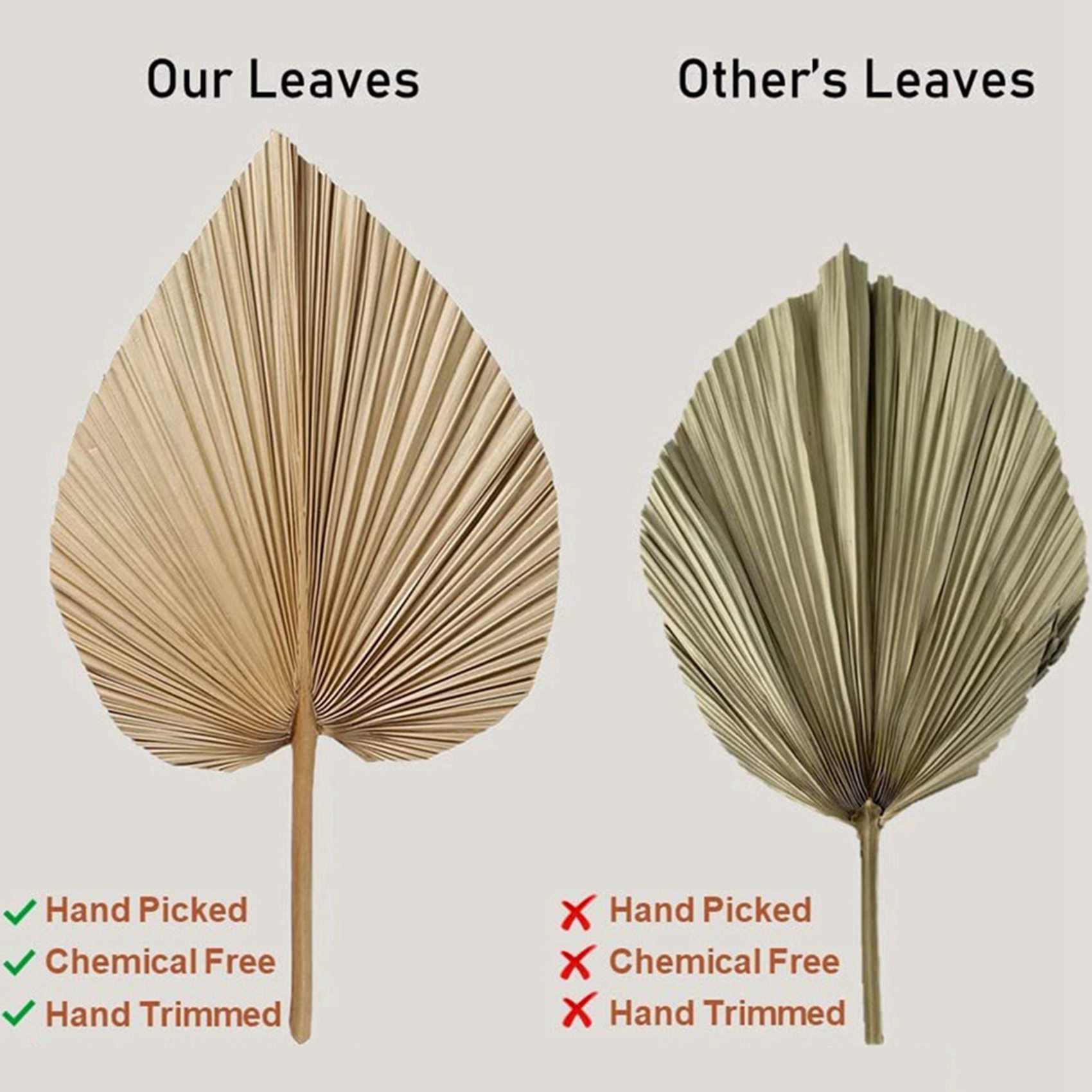 AT02-8 Pieces Natural Dried Pa - Palm Leaf Dried recension och pris