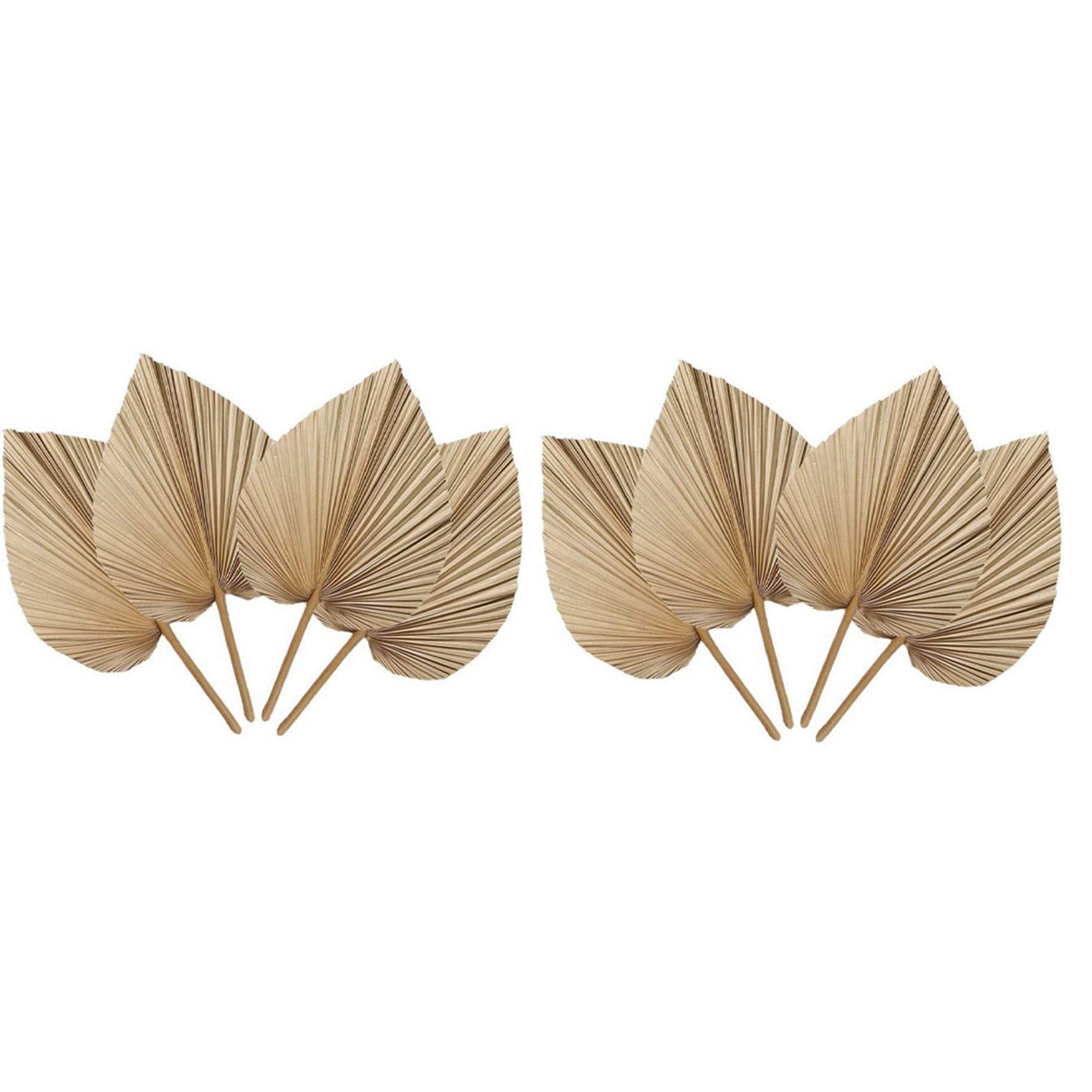 AT02-8 Pieces Natural Dried Pa - Palm Leaf Dried recension och pris